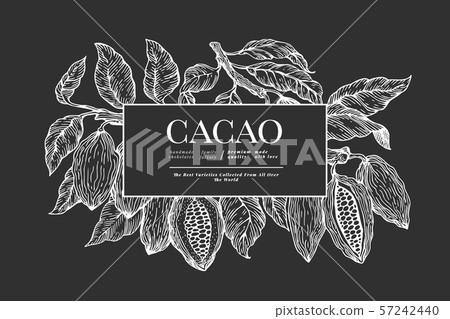 Cocoa banner template. Chocolate cocoa beans 57242440