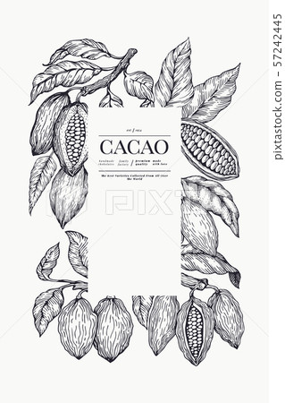 Cocoa banner template. Chocolate cocoa beans 57242445