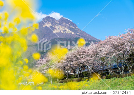 湯布岳 櫻花和油菜花盛開 四月湯布院 照片素材 圖片 圖庫