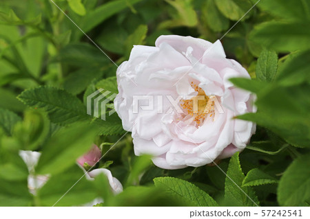 美麗的淺粉紅色hermanus 57242541