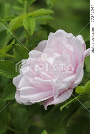 Beautiful light pink hermanus Beautiful light pink hermanus 57242544