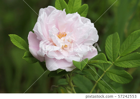 Beautiful light pink hermanus 57242553