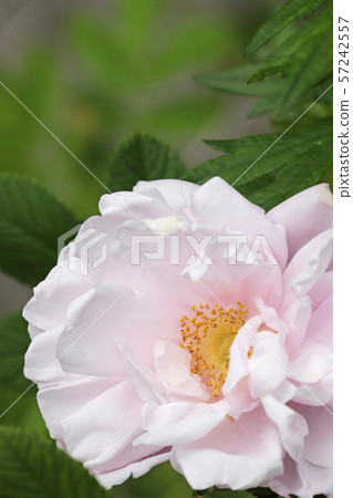 Beautiful light pink hermanus Beautiful light pink hermanus 57242557