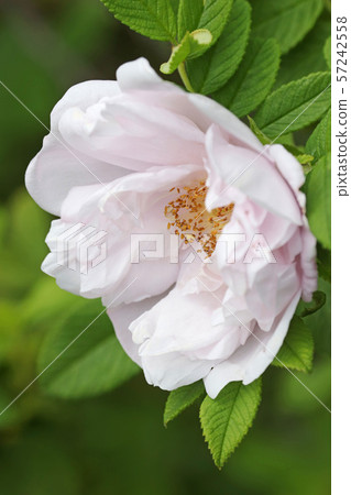 Beautiful light pink hermanus Beautiful light pink hermanus 57242558