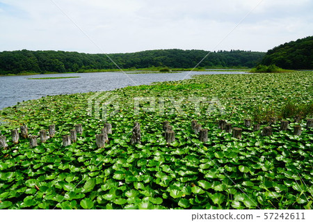 Aomori Misawa Civic Forest Odauchinuma 57242611