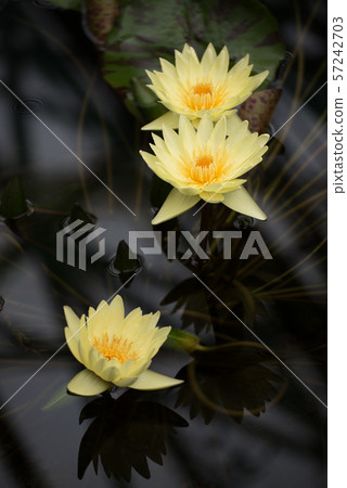 Water lily yellow Water lily yellow 57242703