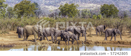 African bush elephant in Kruger National park, 57242805