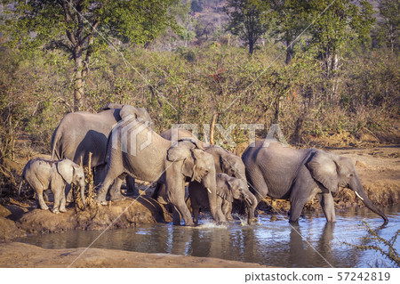 African bush elephant in Kruger National park, African bush elephant in Kruger National park, 57242819