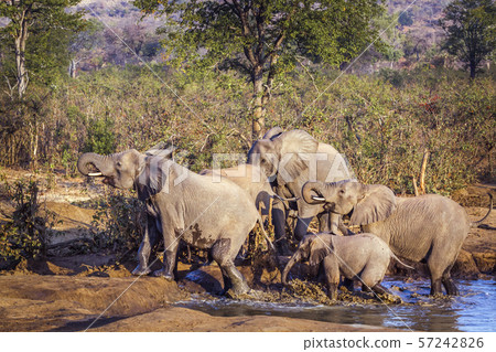 African bush elephant in Kruger National park, African bush elephant in Kruger National park, 57242826