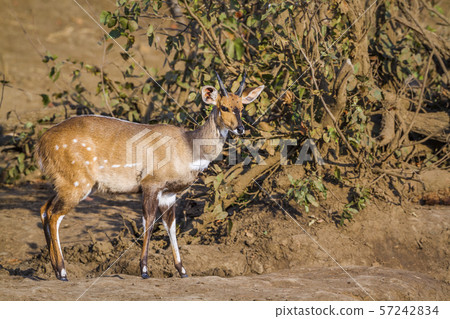 Cape bushbuck in Kruger National park, South 57242834