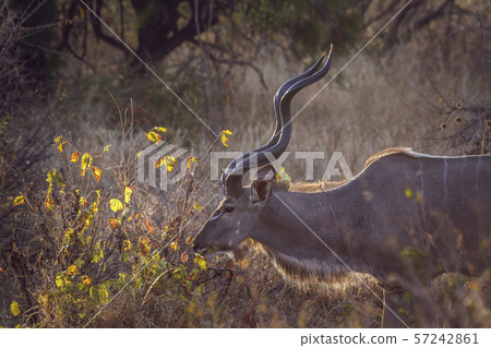 Greater kudu in Kruger National park, South Africa Greater kudu in Kruger National park, South Africa 57242861