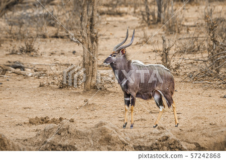 Nyala in Kruger National park, South Africa Nyala in Kruger National park, South Africa 57242868