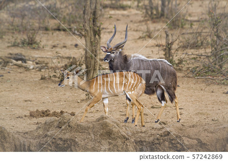 Nyala in Kruger National park, South Africa 57242869