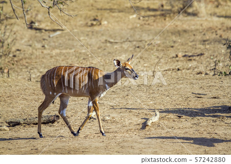Nyala in Kruger National park, South Africa 57242880