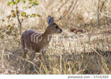 Sharpe grysbok in Kruger National park, South Sharpe grysbok in Kruger National park, South 57242889