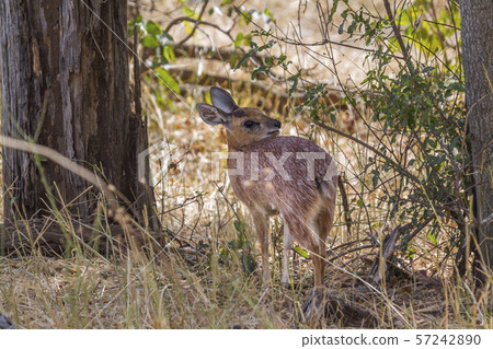 Sharpe grysbok in Kruger National park, South Sharpe grysbok in Kruger National park, South 57242890