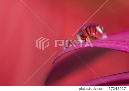 非洲菊花瓣上的水滴 非洲菊花瓣上的水滴 57242927