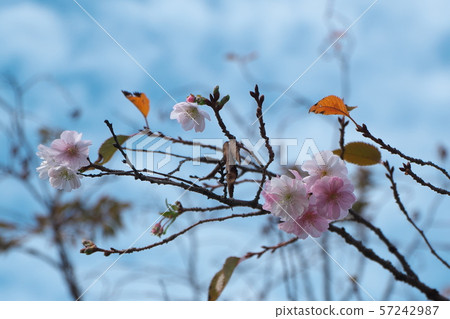 Constant cherry blossoms Constant cherry blossoms 57242987