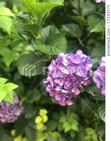 Hana Nature Gardening 57243575