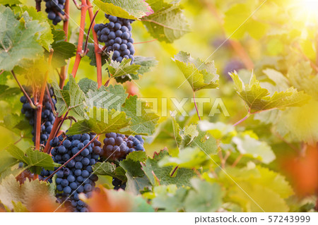 Bunch of grapes on a vineyard during sunset. Bunch of grapes on a vineyard during sunset. 57243999