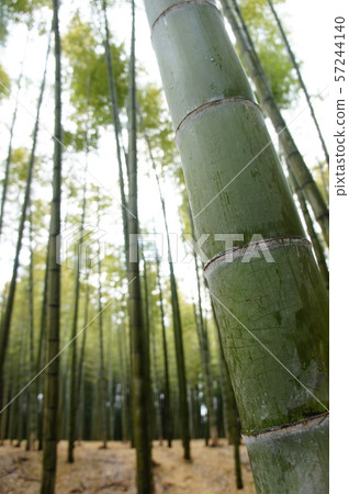  Bamboo grove 57244140