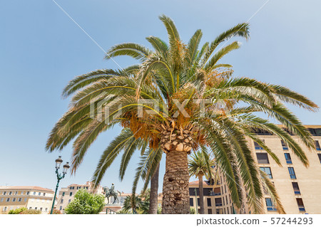 Palm trees in Ajaccio, Corsica, France. 57244293