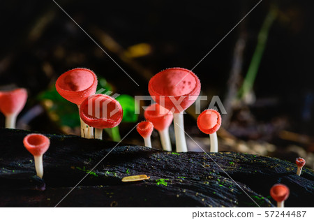 Champagne Cup or Pink burn cup,Tarzetta Rosea 57244487