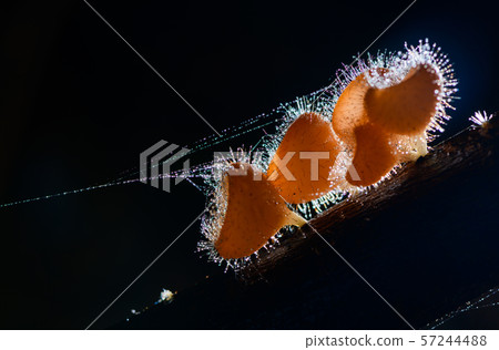 Fungi cup red Mushroom Champagne Cup or Pink burn 57244488