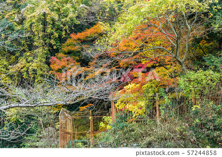 Autumn leaves near the riser Autumn leaves near the riser 57244858