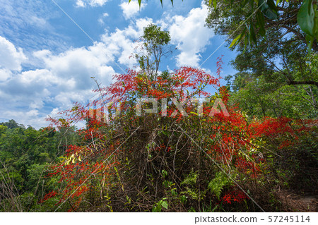Red orchids on Pha Kluay Mai waterfall 57245114