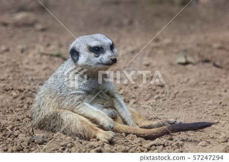 meerkat relaxed sitting on the ground meerkat relaxed sitting on the ground 57247294