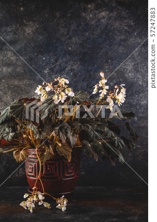 Begonia rex in pot. Isolated on white background 57247883
