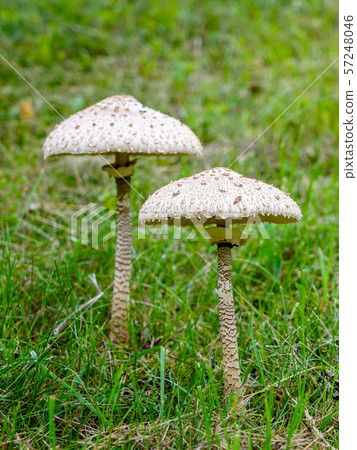 Macrolepiota procera, the parasol mushroom with a Macrolepiota procera, the parasol mushroom with a 57248046