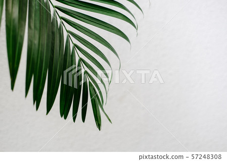 Tropical palm leaf, greenery 57248308