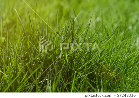 Green grass on lawn Green grass on lawn 57248330