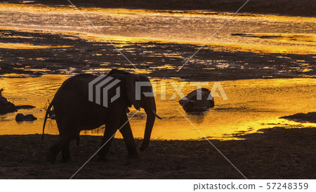 African bush elephant in Kruger National park, African bush elephant in Kruger National park, 57248359
