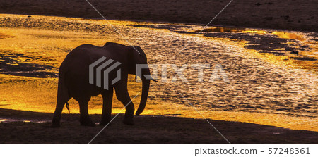 African bush elephant in Kruger National park, African bush elephant in Kruger National park, 57248361