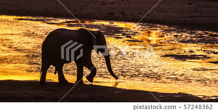 African bush elephant in Kruger National park, 57248362