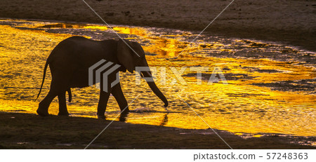 African bush elephant in Kruger National park, African bush elephant in Kruger National park, 57248363