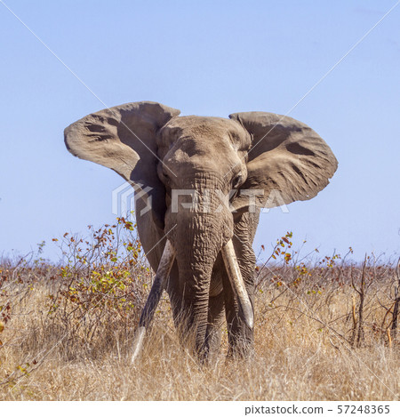 African bush elephant in Kruger National park, 57248365