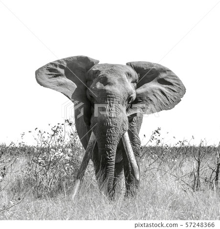African bush elephant in Kruger National park, African bush elephant in Kruger National park, 57248366