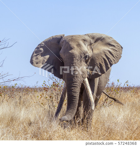 African bush elephant in Kruger National park, 57248368
