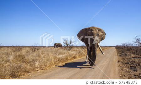 African bush elephant in Kruger National park, 57248375