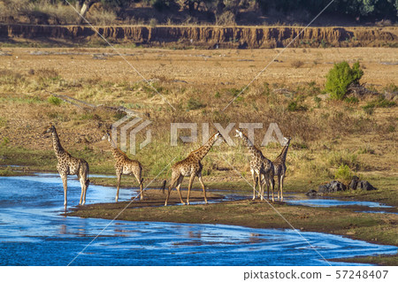 Giraffe in Kruger National park, South Africa 57248407
