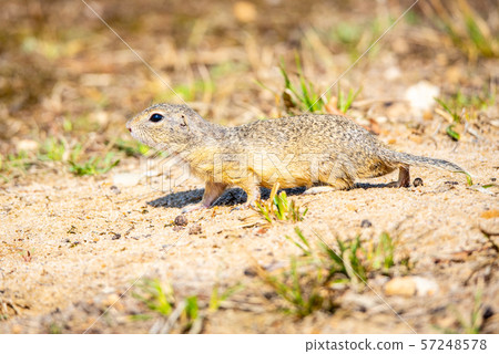 European ground squirrel, Spermophilus citellus, aka European souslik. Small cute rodent in natural 57248578