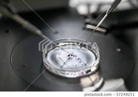 Process of in vitro fertilization in laboratory 57249251