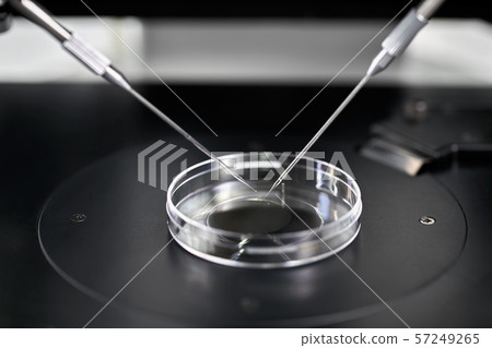 Process of in vitro fertilization in laboratory Process of in vitro fertilization in laboratory 57249265