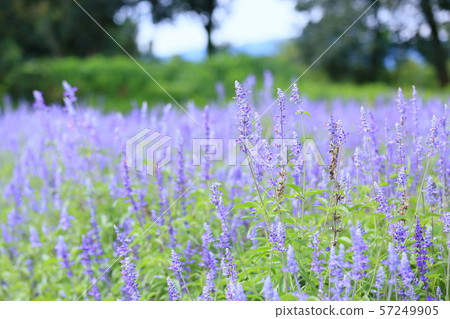 Salvia flower garden 57249905