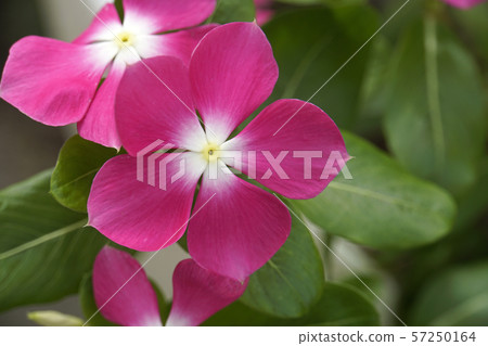 Nichinichiso 57250164