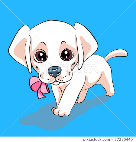 Puppy dog Labrador Retriever Puppy dog Labrador Retriever 57250440